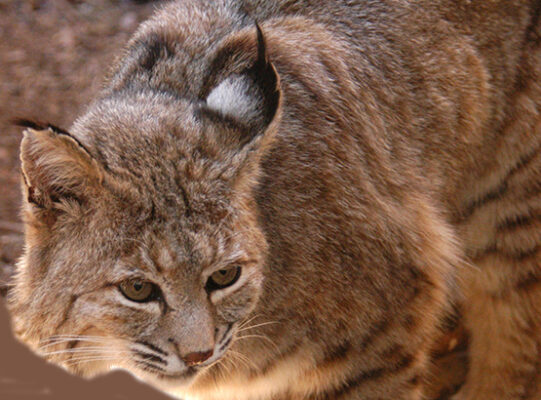 Closeup image of bobcat
