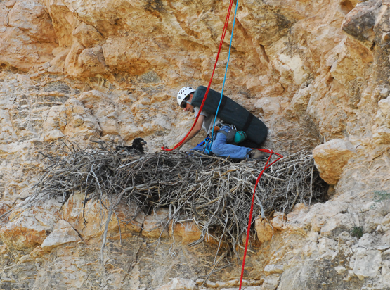 AZGFD biologist attempts to band a fledging bald eagle in its nest on the face of a cliff